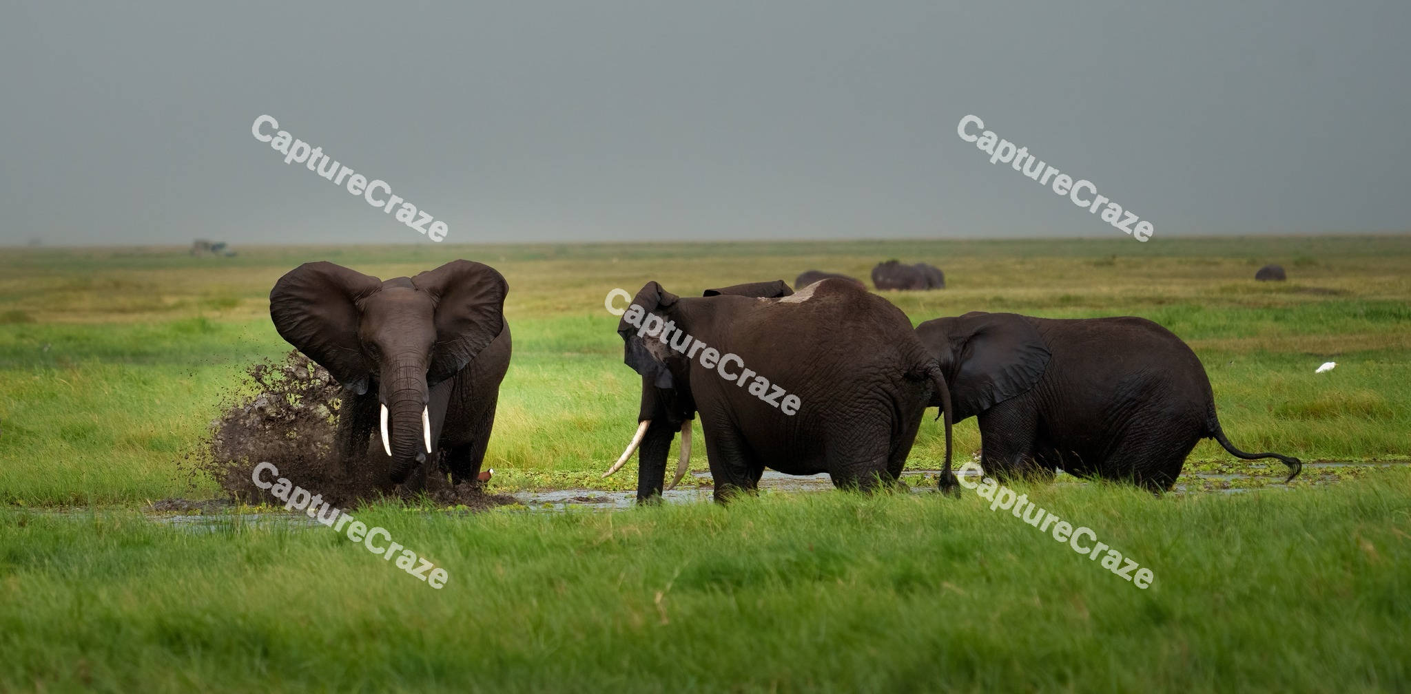 A group of elephants drinking water